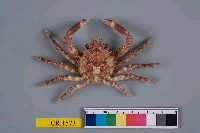 藏品(粗甲裂額蟹)的圖片